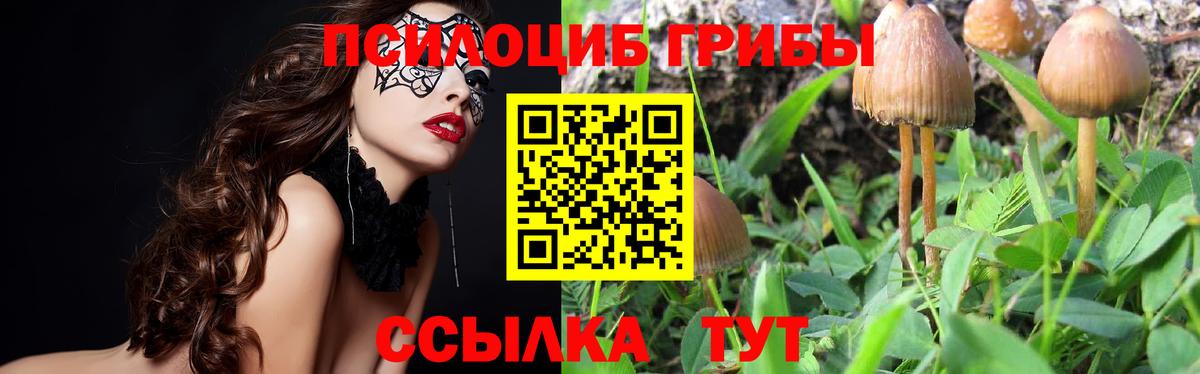 Галлюциногенные грибы Psilocybe Валуйки